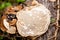 Forest mushrooms on stump