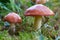 Forest mushrooms (Suillus luteus)