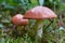 Forest mushrooms (Suillus luteus)