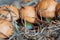 Forest mushrooms (Suillus luteus)