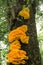 Forest mushrooms on the tree. Gathering mushrooms. Mushroom photo, laetiporus sulphureus