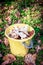 Forest mushrooms in a yellow bucket.