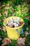 Forest mushrooms in a yellow bucket.