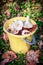 Forest mushrooms in a yellow bucket.