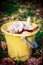 Forest mushrooms in a yellow bucket.