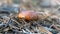 .forest mycelium, habitat for mushrooms in nature