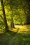 Forest narrow road between green trees in the warm golden sunshine