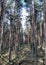 Forest in National park `Kurshskaya Kosa`