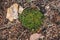 Forest natural pattern of conifer needles, moss, bark