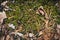 Forest natural pattern of conifer needles, moss, bark