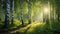 forest nature environment sunlight woods sunbeam birch ecology, light sunrays sunbeams woodland sunray landscape