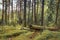 Forest. Nature forest landscape. Woodland. Natural scene of beautiful green forest with moss and trees.