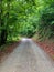 Forest nature pathway. Deep forest in road