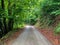 Forest nature pathway. Deep forest in road