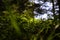 Forest or nature view. Grasses in the forest from ground level.