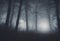 Forest, Navigating a Spooky Halloween Night in the Misty Foggy Forest Landscapes