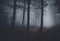 Forest, Navigating a Spooky Halloween Night in the Misty Foggy Forest Landscapes v2