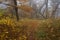 Forest near the city of Cluj