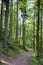 Forest near Nideck waterfall in Vosges