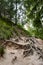 Forest near ruin of the Valdstejn gothic castle