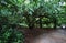 Forest near Tipperary, Ireland