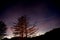 Forest at night with starred sky