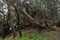 Forest with old weathered twisted mossy pine trees during the daytime