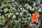 Forest orange berry plant.
