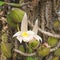 Forest orchid flowers