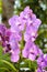 Forest orchid (Vanda Emma van Deventer) in rain forest, Thailand