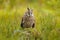 Forest owl. Asio otus, Long-eared Owl sitting in green vegetation in the fallen larch forest during dark day. Wildlife scene from