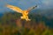 Forest with owl. Beautiful bird in fly. Nice evening sun. Barn Owl, nice light bird in flight, in the grass, outstretched wings, a