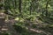 Forest in Padley Gorge, Derbyshire, England