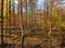 Forest Painting during peak foliage