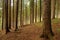 Forest panorama. Beautiful fantasy forest with mystical atmosphere. Fairy tales forest. Slovakia, Liptov nature view.
