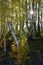 Forest panorama of birches with a yellow crown and rowan trees with red foliage in backlighting in an autumn birch grove. Sunny au