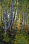 Forest panorama of birches with a yellow crown and rowan trees with red foliage in backlighting in an autumn birch grove. Sunny au