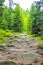 Forest panorama fir trees at Brocken mountain peak Harz Germany