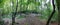 Forest panorama with loosely growing trees and a clearing