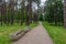 A forest park with large trees and creative benches and arches.