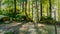 The forest in Parvati Valley, Himachal pradesh