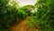 Forest path, all around rich vegetation