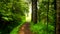 Forest path, all around rich vegetation