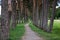 Forest path. Alley of tall trees.