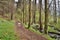 Forest path along creek in spring natural reserve Arba of czech tourist area Labske piskovce