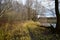 Forest path along the river. Birch grove. Weeping willows bent their branches