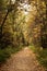 Forest Path in Autumn