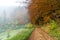 Forest path autumn with fog