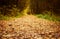 Forest path at autumn season.