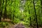 Forest path in a beautiful naturescape